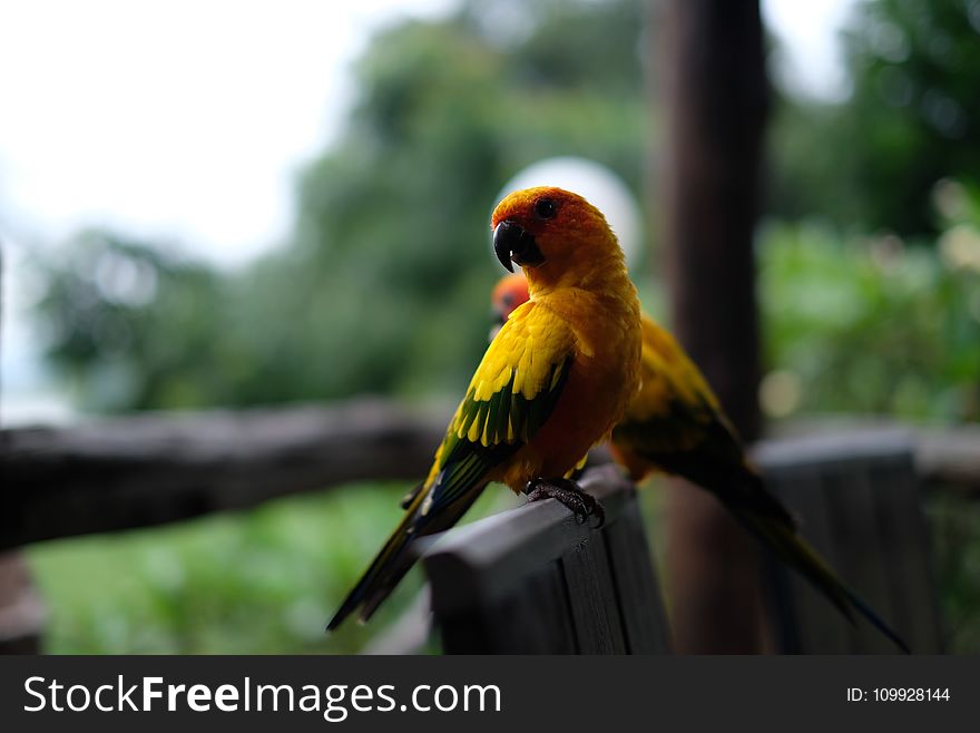 Two Yellow-and-black Birds