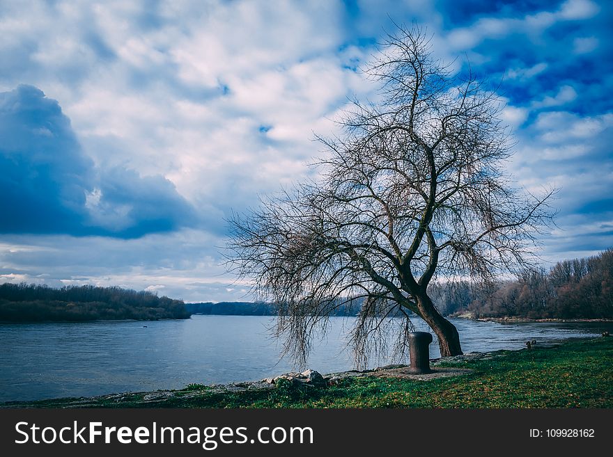 Landscape Photography Of Bare Tree Near Body Of Water Under Cloudy Skies