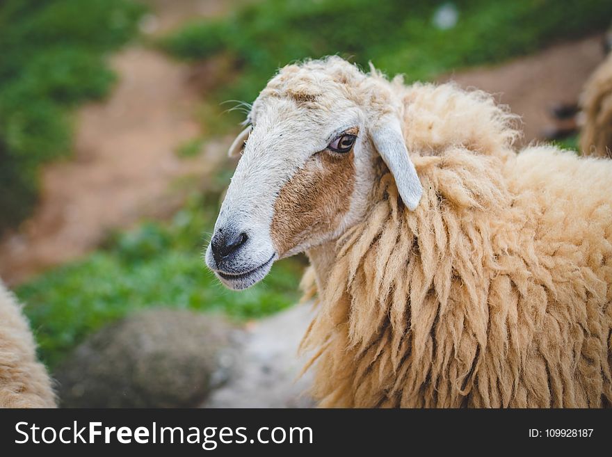 Photography Of Sheep