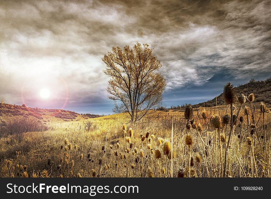 Stock Photography of Brown Leaf Tree Under Cloudy Sky