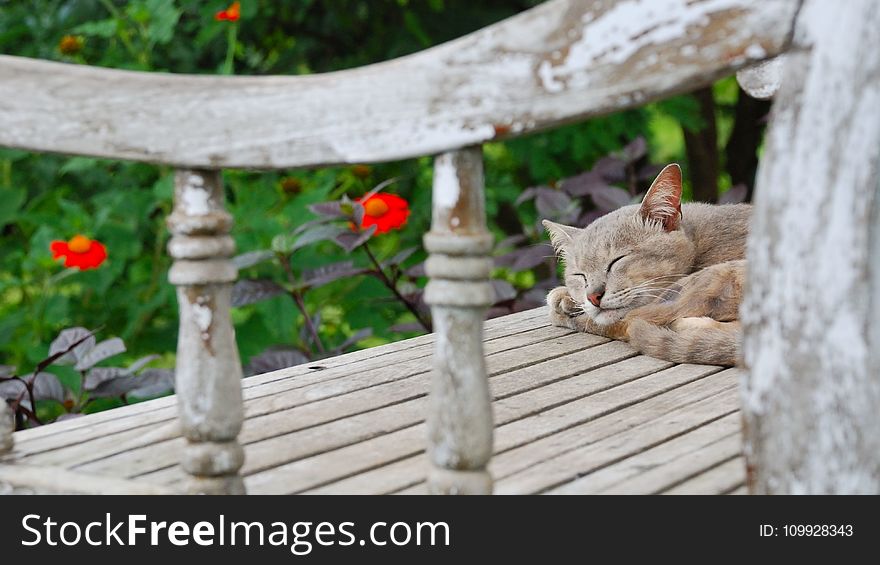 Short-fur Gray Cat Sleeping on Gray Wooden Surface