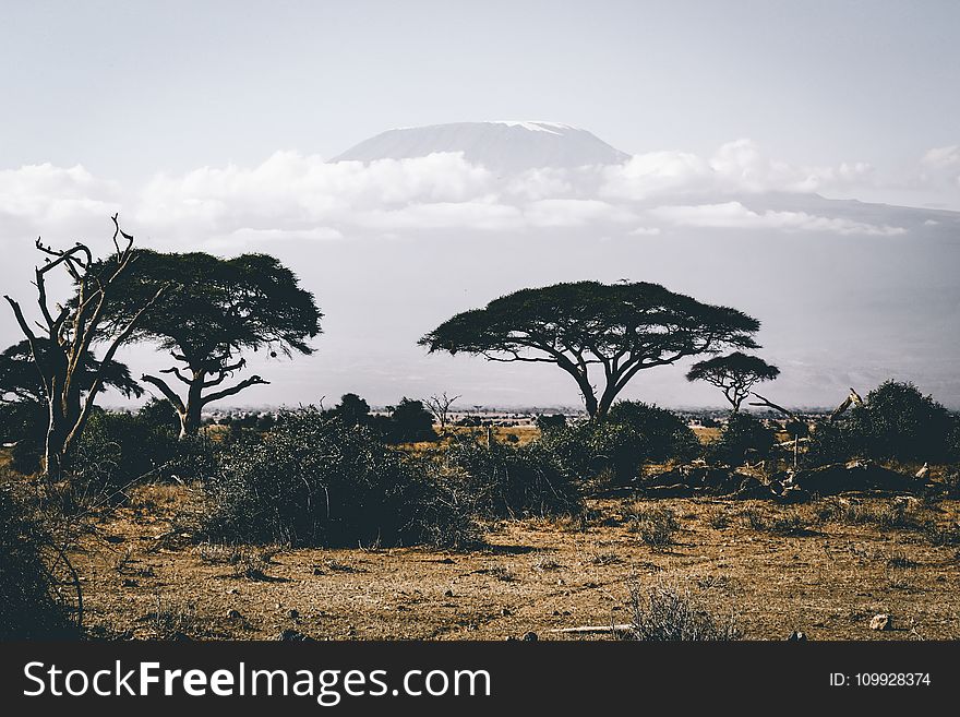Landscape Photography of Wild Trees over Mountain