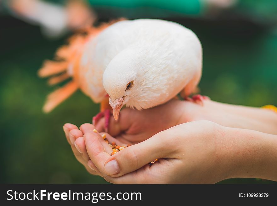 Close Up Photograph Of Person Feeding White Pigeon