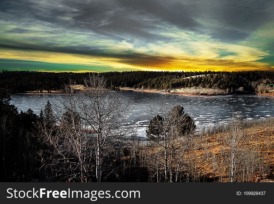 Green and Brown Forest in Front of Body of Water