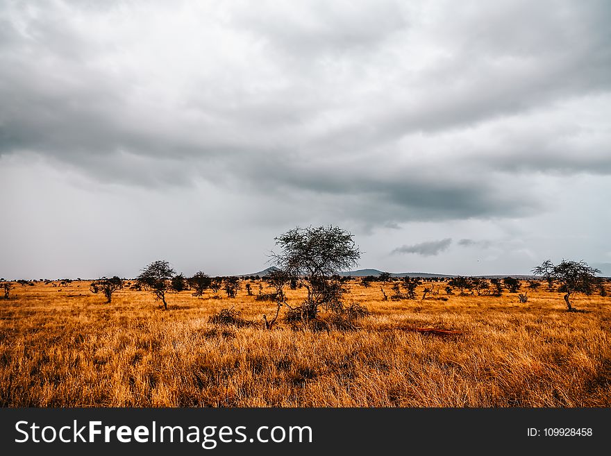 Landmark Photography Of Trees