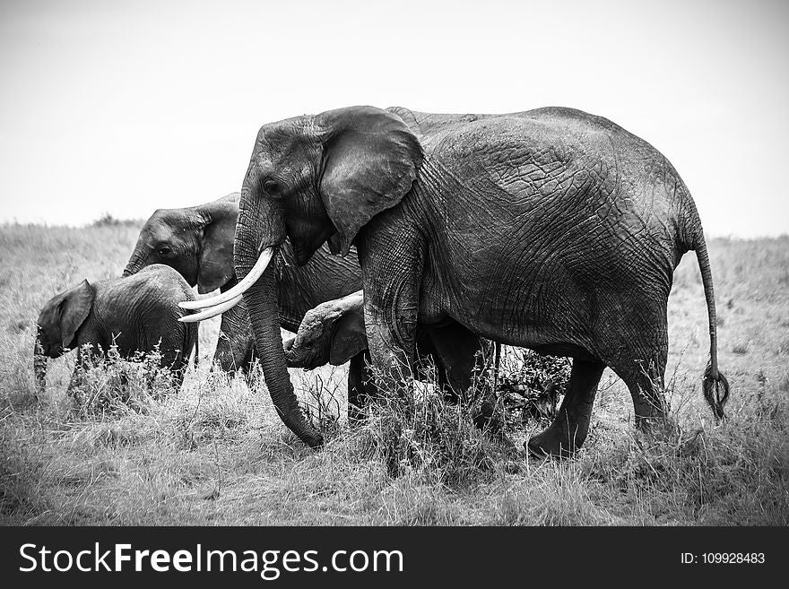 Grayscale Photo of Four Elephants