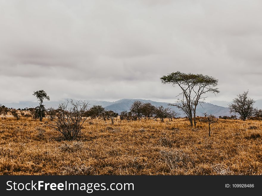 Green Grass And Green Leaf Tree Field