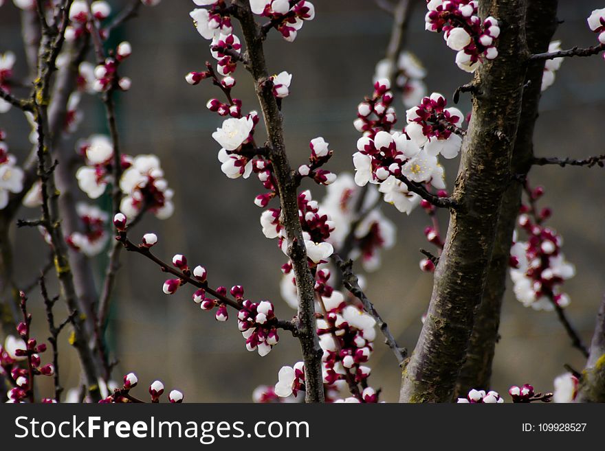 Depth Of Field Photography Of Cherry Blossom Tree