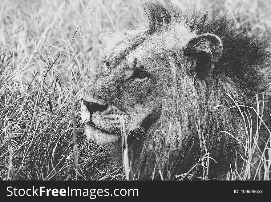 Grayscale of Male Lion on Grass