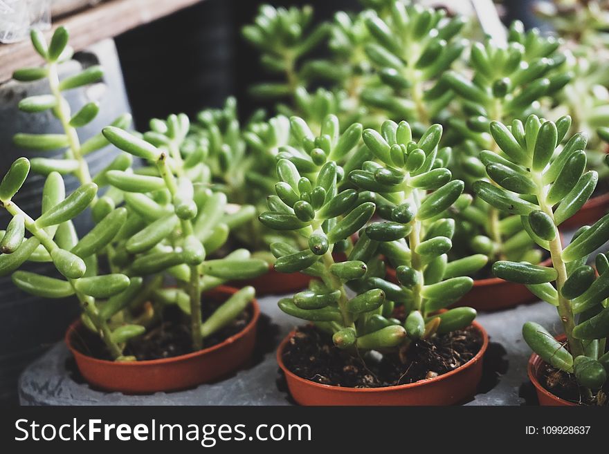 Selective Focus Photography Of Green Leaf Plants