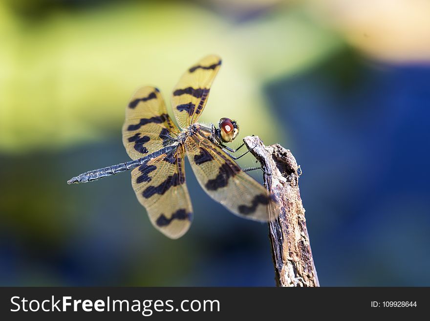 Yellow and Black Dragonfly