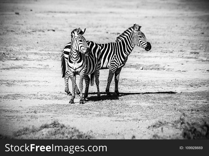 Two Zebras Standing