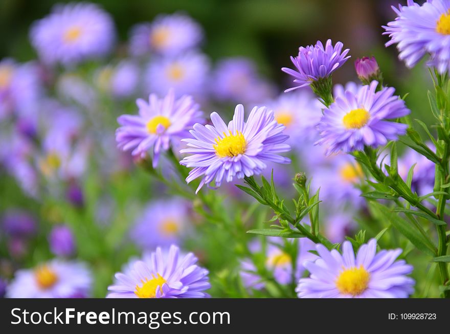 Focus Photography of Purple Daisy Flowers
