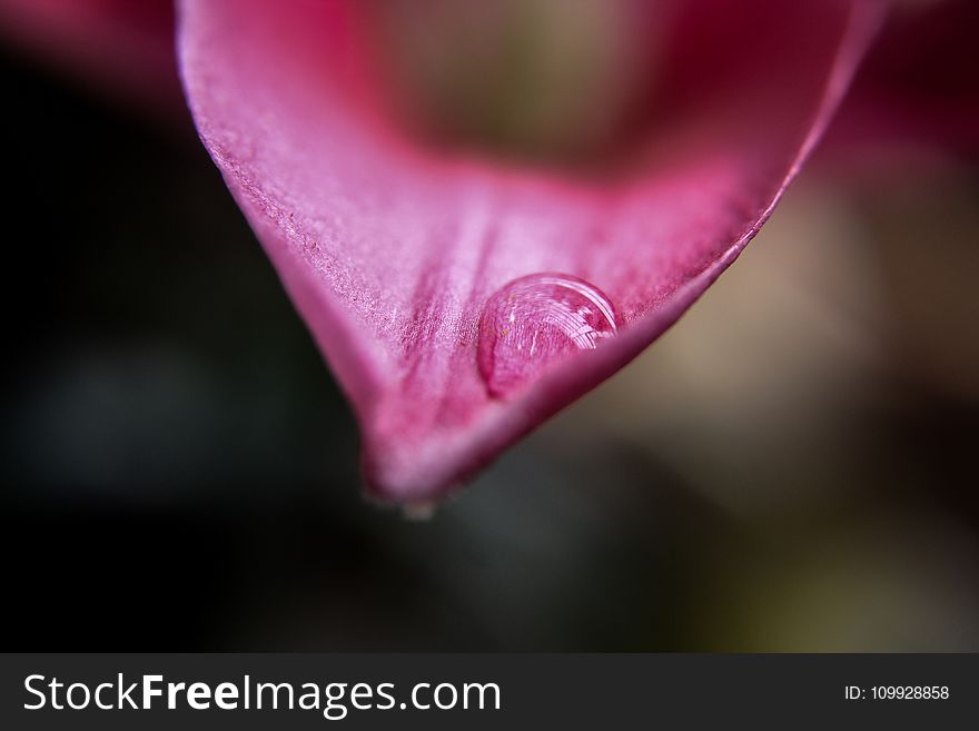 Selective Focus of Water Droplet on Red Petal of Flower