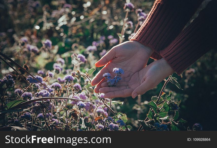 Person Holding Flowers