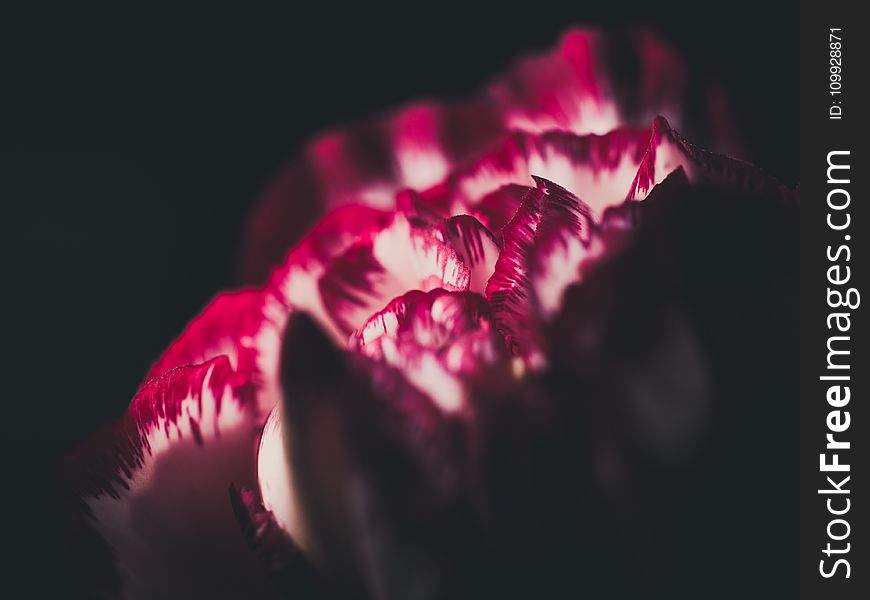 Red and White Tulip Closeup Photography