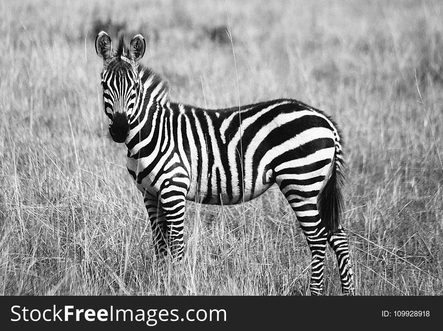 Zebra on Grassland Grayscale Photography