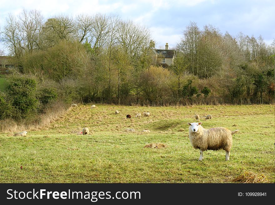 Sheep On Grass Field