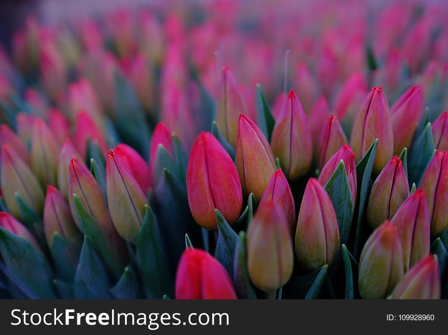 Bed of Pink Tulips Flower