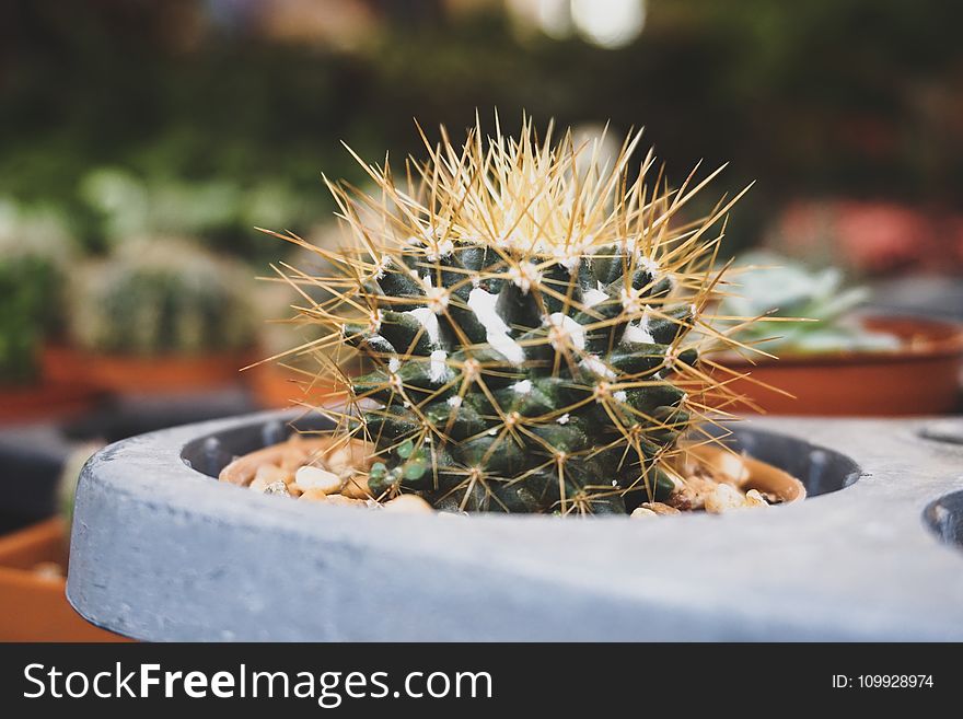 Close-up Photography Of Cactus