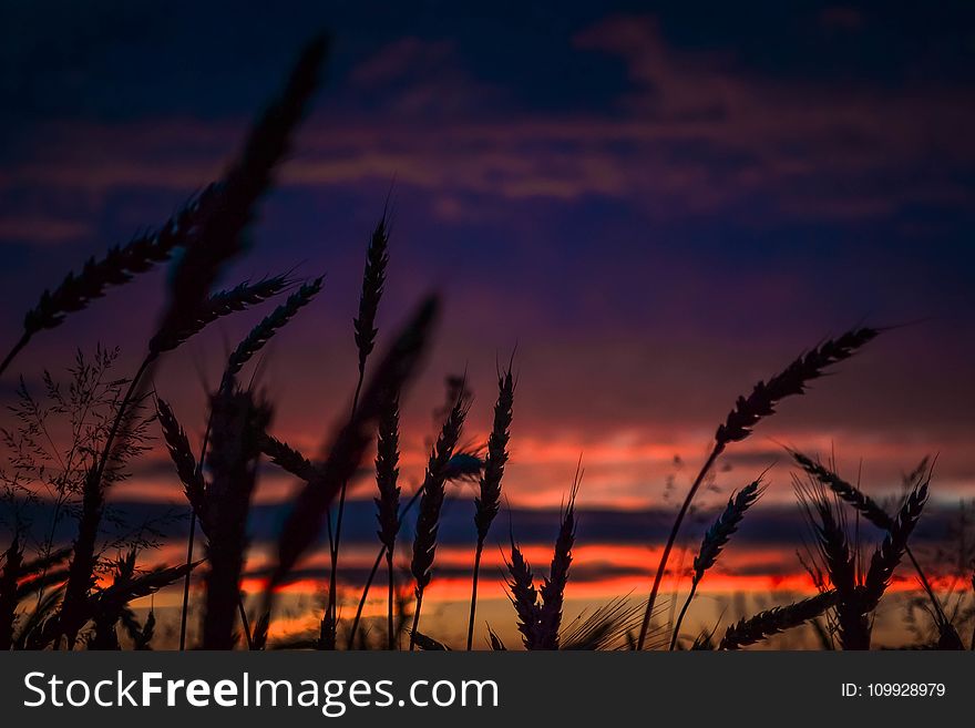 Silhouette of Wheats during Dawn in Landscape Photography