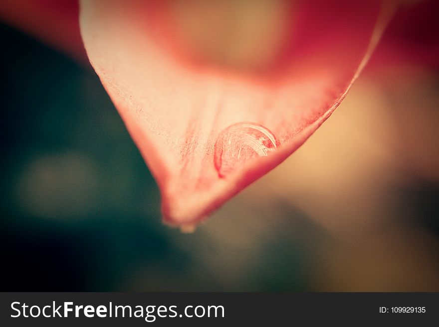Pink Flower Petal With Dew Drop Close-up Photo