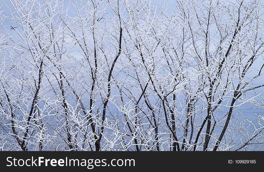 Frozen Trees At Winter Season