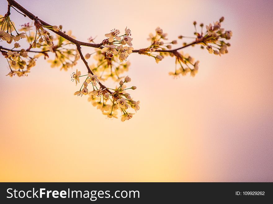 White Cherry Blossoms in Closeup Photography