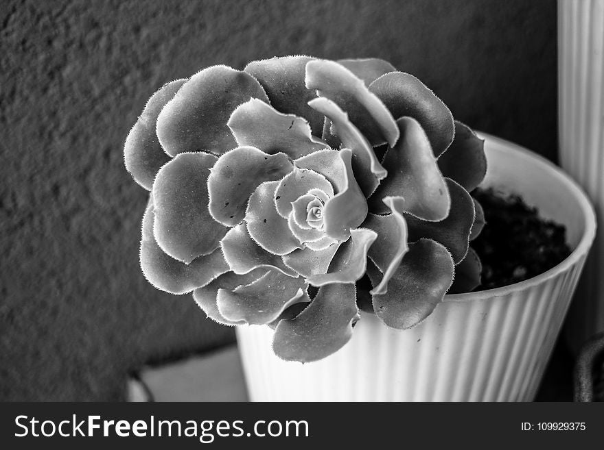 Black-and-white, Blur, Cactus