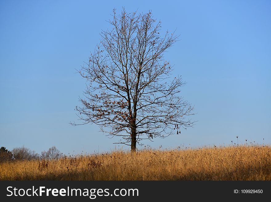 Blue, Sky, Countryside