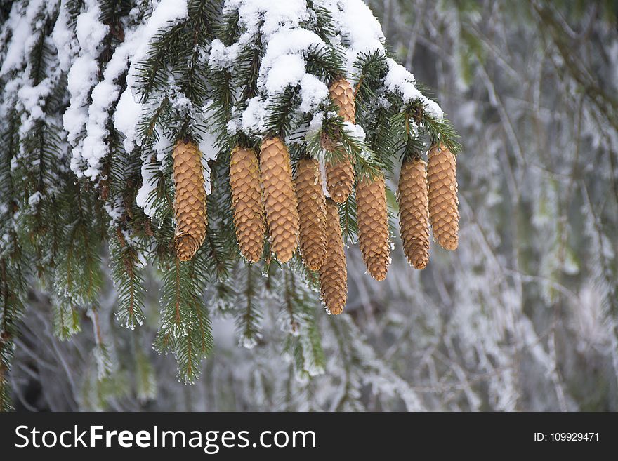 Background, Blur, Branches