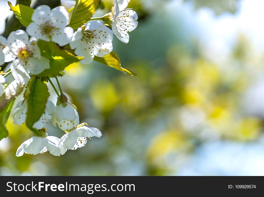 Background, Beautiful, Bloom