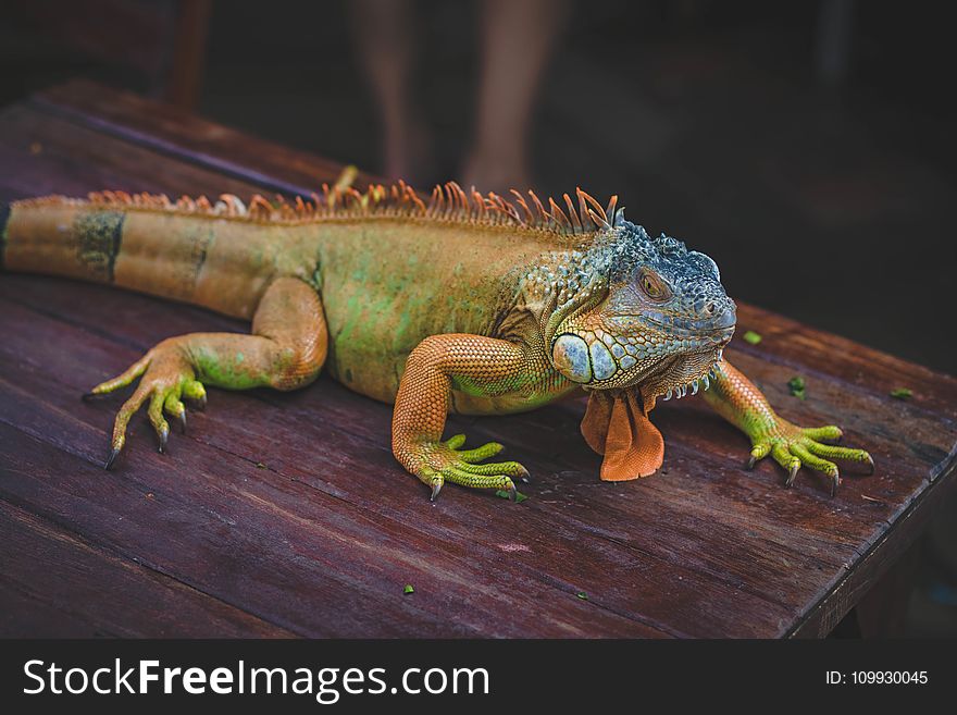 Green Iguana On Brown Wooden Table