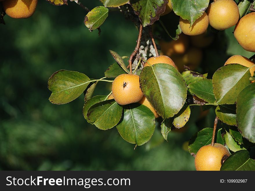Fruit Tree, Fruit, Citrus, Leaf