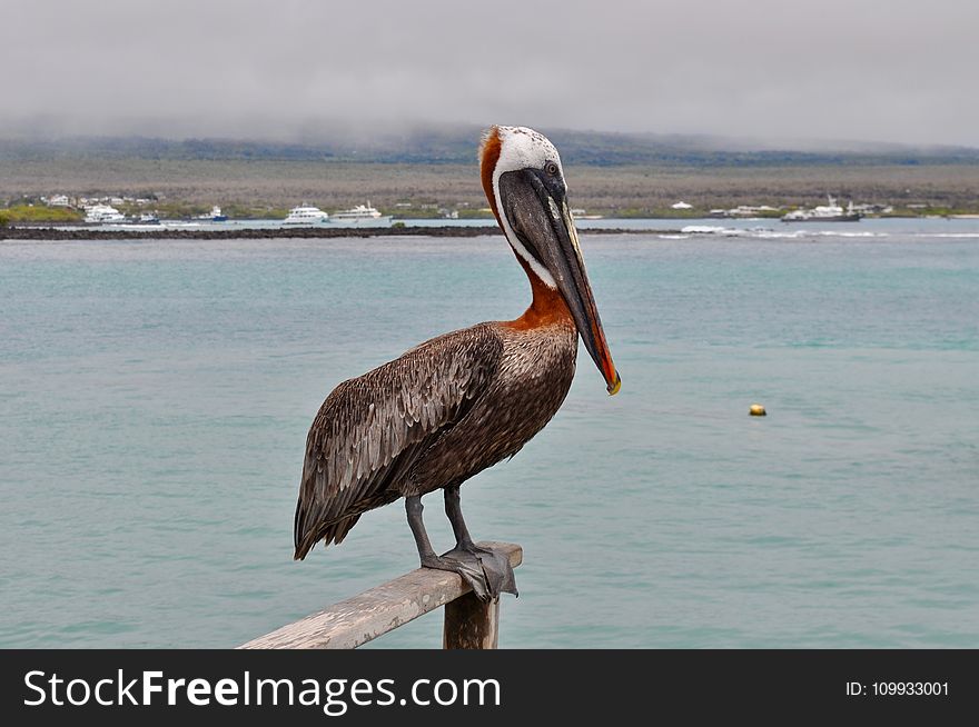 Pelican, Bird, Beak, Seabird