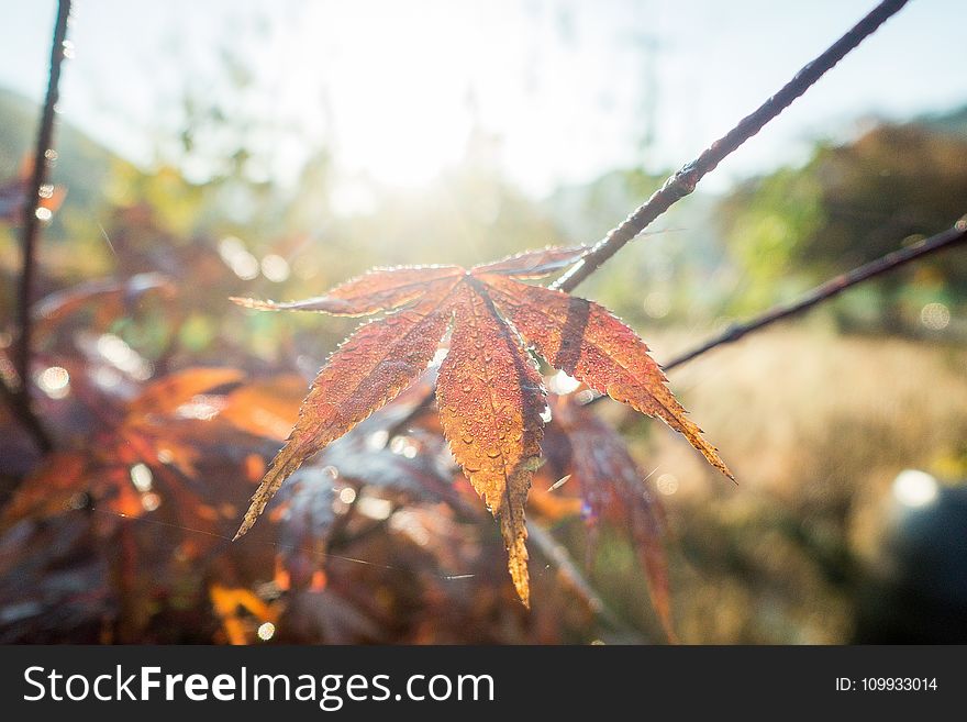 Leaf, Autumn, Maple Leaf, Plant