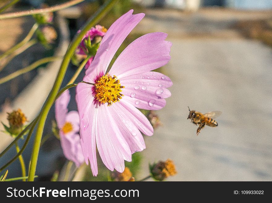 Flower, Flora, Nectar, Bee
