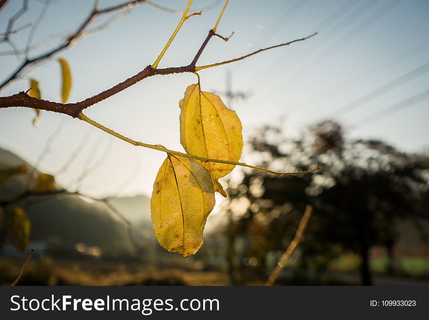 Leaf, Yellow, Branch, Twig