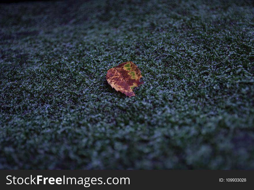 Leaf, Macro Photography, Close Up, Grass