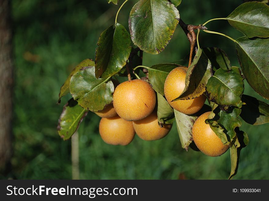 Fruit Tree, Fruit, Citrus, Diospyros