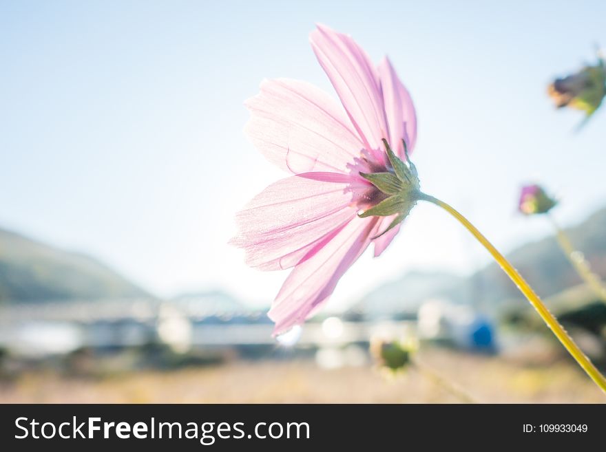 Flower, Pink, Plant, Flora