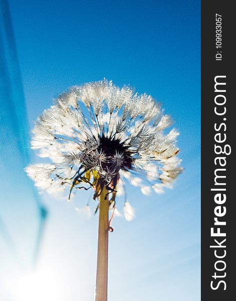 Flower, Sky, Blue, Dandelion