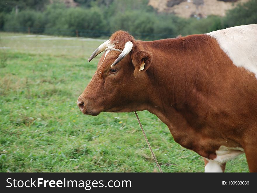 Cattle Like Mammal, Pasture, Horn, Grazing