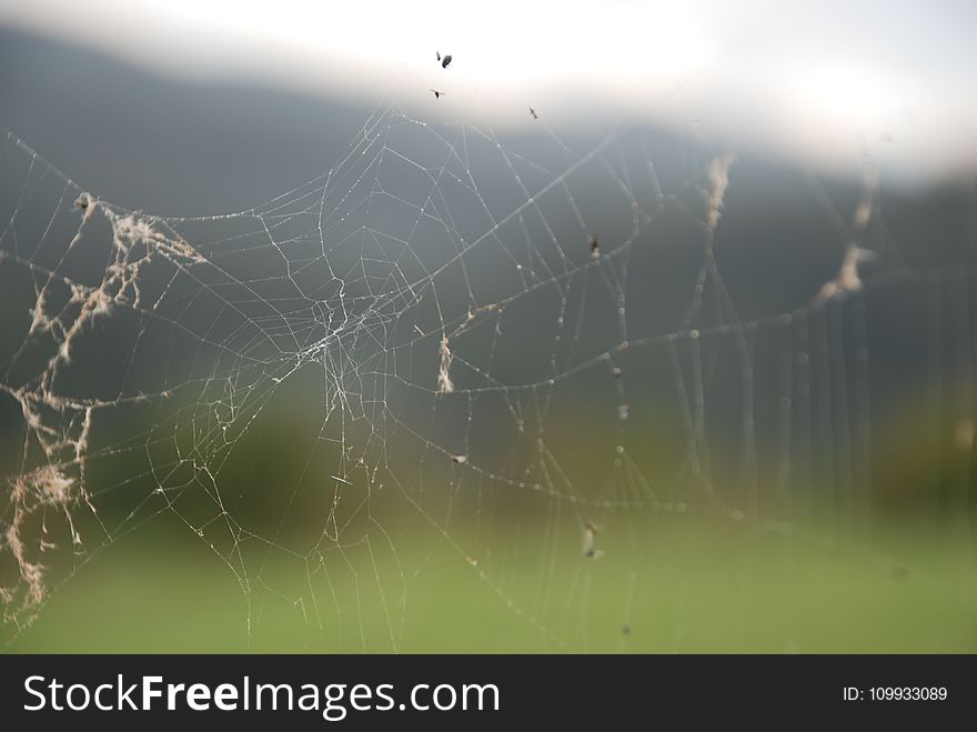 Spider Web, Water, Moisture, Sky
