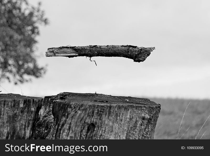 Black And White, Monochrome Photography, Sky, Tree