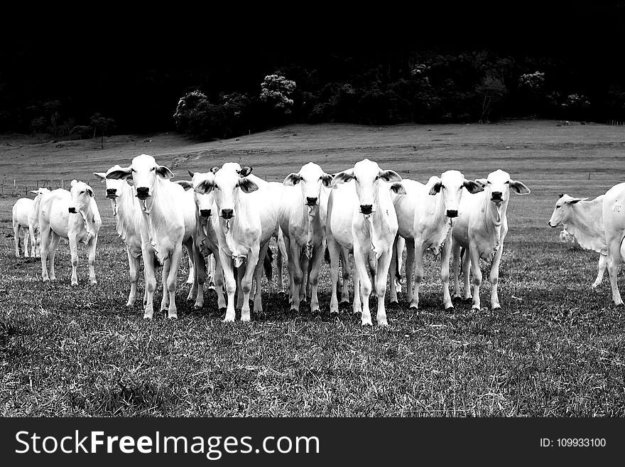 Cattle Like Mammal, White, Black And White, Herd