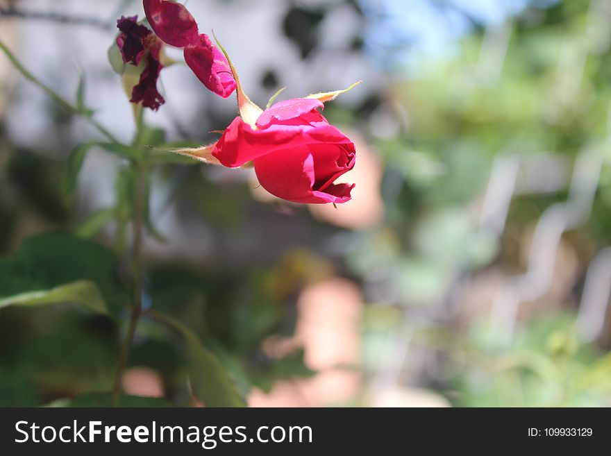 Flower, Plant, Flowering Plant, Flora