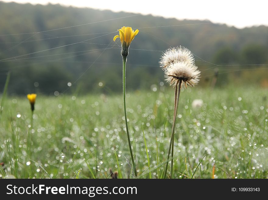 Flower, Wildflower, Prairie, Meadow