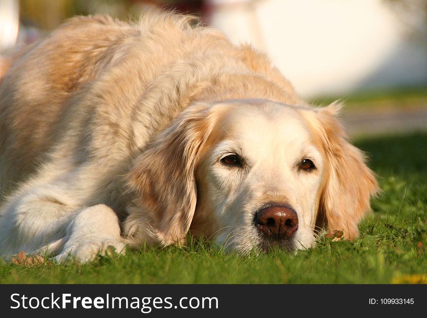 Dog, Dog Breed, Golden Retriever, Retriever