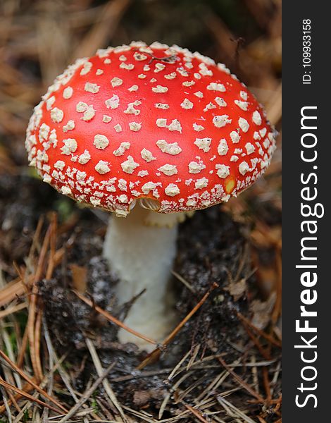 Mushroom, Agaric, Fungus, Bolete